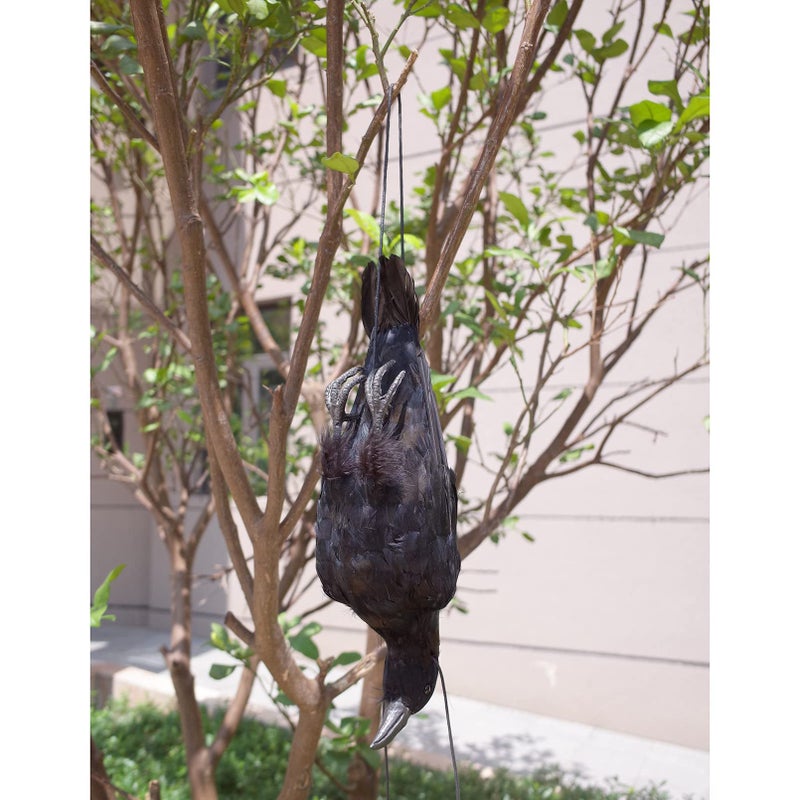 Etistta 17 inch Realistic Hanging Dead Crows Decoy Lifesize Extra Large Black Feathered Crow - Image 4